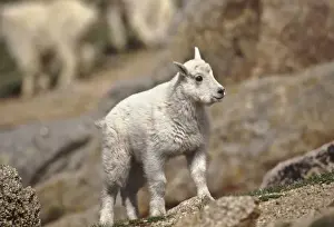 Images Dated 9th March 2011: USA, Colorado, Mt. Evans, Mountain Goat (Oreamnus americanus) kid