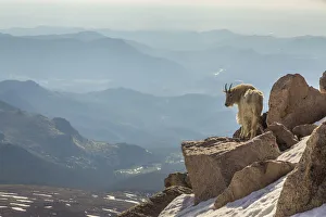 Evans Prints: USA, Colorado, Mt. Evans. Mountain goat on rocky overlook