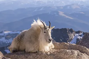 Images Dated 23rd December 2019: USA, Colorado, Mt. Evans. Mountain goat on rocky overlook