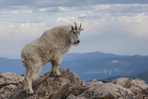 USA, Colorado, Mt. Evans. Mountain goat stands against sky