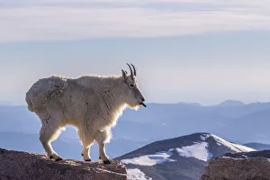 Evans Prints: USA, Colorado, Mt. Evans. Mountain goat sticking out its tongue atop rock