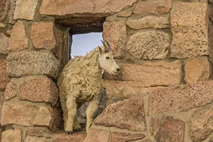 USA, Colorado, Mt. Evans. Mountain goat in window of abandoned building. Credit as