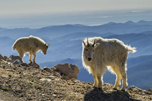 Images Dated 27th June 2013: USA, Colorado, Mt. Evans. Mountain goats and scenery