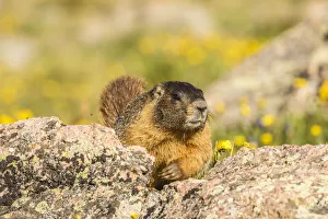 Images Dated 28th June 2018: USA, Colorado, Mt. Evans. Yellow-bellied marmot close-up