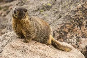 Images Dated 29th June 2018: USA, Colorado, Mt. Evans. Yellow-bellied marmot close-up