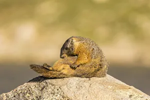 Images Dated 28th June 2018: USA, Colorado, Mt. Evans. Yellow-bellied marmot grooming itself. Credit as: Cathy