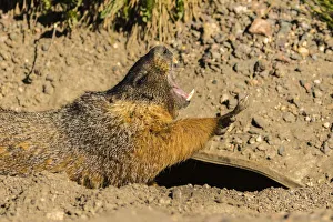 USA, Colorado, Mt. Evans. Yellow-bellied marmot yawning