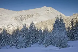 Spruce Prints: USA, Colorado, Mt. Lincoln. Spring sunrise on snow-covered mountain