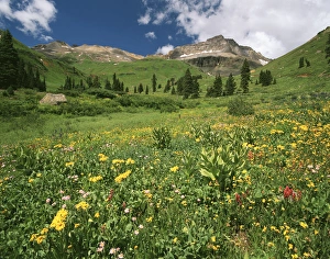 Terrain Prints: USA, Colorado, Mt Sneffels Wilderness Area, View of orange Sneezeweed, astens