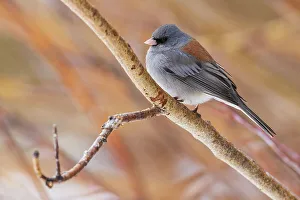 Dark Eyed Junco Prints: USA, Colorado, North Park, dark-eyed Junco (Gray-headed)