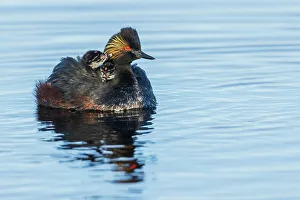 Grebe Prints: USA, Colorado, North Park, eared grebe with chicks
