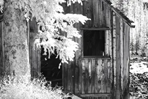 Cabin Prints: USA, Colorado, Old Mining Shack
