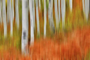 Owl Creek Pass Prints: USA, Colorado, Owl Pass, Aspen grove design