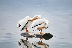 Standing Prints: USA, Colorado. Pair of white pelicans