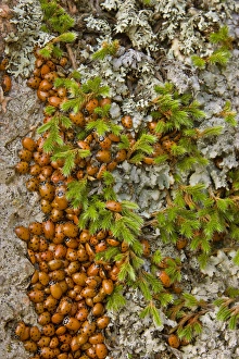 USA, Colorado, Pike National Forest. Detail of a swarm of ladybugs gathered on rocks and vegetation