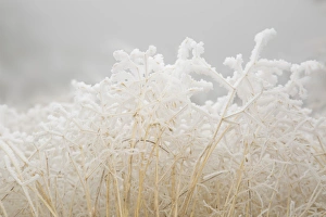 Images Dated 9th January 2015: USA, Colorado, Pike National Forest. Dried winter grasses covered in hoarfrost. Credit as
