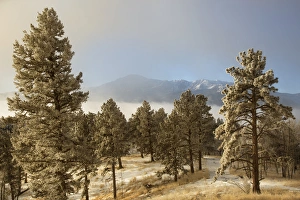 Images Dated 9th January 2015: USA, Colorado, Pike National Forest. Frost on Ponderosa Pine trees