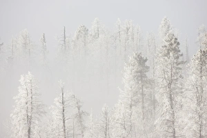 USA, Colorado, Pike National Forest. Trees with hoarfrost in fog
