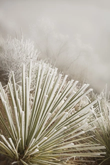 USA, Colorado, Pike National Forest. Soapweed yucca covered in hoarfrost. Credit as