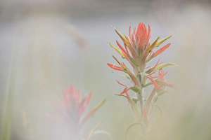 USA, Colorado, Pike National Forest. Indian paintbrush flower in foggy meadow. Credit as