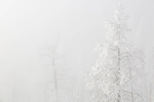 Images Dated 9th January 2015: USA, Colorado, Pike National Forest. Trees with hoarfrost in fog