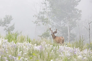 USA, Colorado, Pike National Forest. A male mule deer in foggy meadow. Credit as