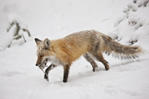 Images Dated 17th April 2013: USA, Colorado, Pike National Forest. Close-up of red fox carrying meadow vole. Credit as