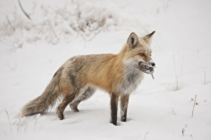 Images Dated 17th April 2013: USA, Colorado, Pike National Forest. Close-up of red fox carrying meadow vole. Credit as