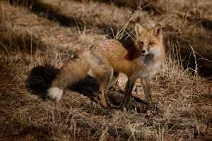 Images Dated 31st March 2013: USA, Colorado, Pike National Forest. Close-up of red fox