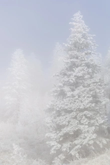 USA, Colorado, Pike National Forest. Trees with hoarfrost in fog