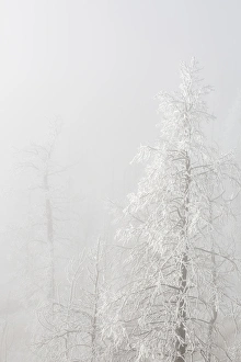 Images Dated 9th January 2015: USA, Colorado, Pike National Forest. Trees with hoarfrost in fog