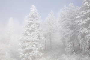 Images Dated 9th January 2015: USA, Colorado, Pike National Forest. Trees with hoarfrost in fog