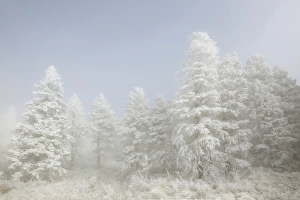USA, Colorado, Pike National Forest. Trees with hoarfrost in fog