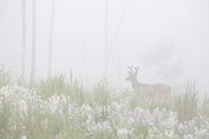 USA, Colorado, Pike National Forest. A male mule deer in foggy meadow. Credit as