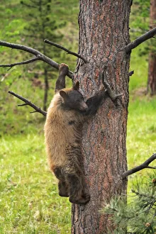 Images Dated 26th August 2019: USA, Colorado, Pike National Forest. Black bear subadult descends tree
