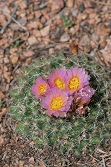 Cactus Prints: USA, Colorado, Pike National Forest