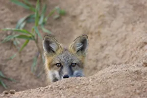 Images Dated 30th June 2009: USA, Colorado, Pike National Forest. Shy red fox kit near den site