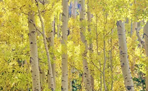 Warm Tone Prints: USA, Colorado, Quray. Autumn Aspen stand with bright color