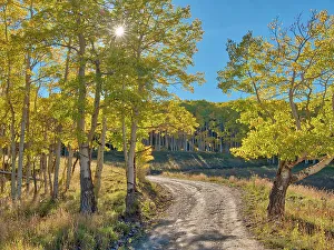 Serenity Prints: USA, Colorado, Quray. Last Dollar Road with sun peaking through Aspen tree