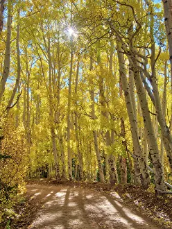 Serenity Prints: USA, Colorado, Quray. Last Dollar Road with sun peaking through Aspen tree