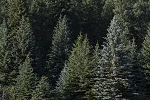 Front Range Prints: USA, Colorado, Front Range. Evergreen trees at sunrise
