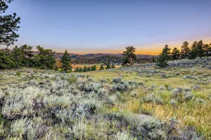 Sagebrush Prints: USA, Colorado, Red Feather Lakes. Sunset on landscape