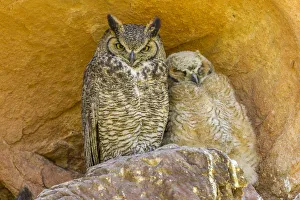 Parent Prints: USA, Colorado, Red Rocks State Park. Great horned owl and owlet at nest in rocks