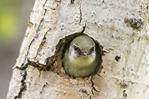 Images Dated 23rd December 2019: USA, Colorado, Rock Mountain National Park. Violet-green swallow at nest hole in tree