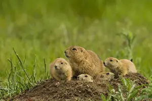 Images Dated 6th June 2015: USA, Colorado, Rocky Mountain Arsenal National Wildlife Refuge