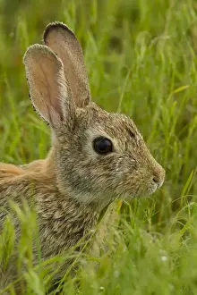 Images Dated 6th June 2015: USA, Colorado, Rocky Mountain Arsenal National Wildlife Refuge