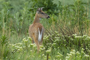 Images Dated 6th June 2015: USA, Colorado, Rocky Mountain Arsenal National Wildlife Refuge. White-tailed deer in field