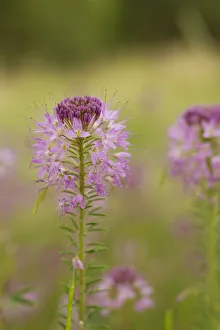 Images Dated 14th January 2022: USA, Colorado. Rocky Mountain bee plant close-up