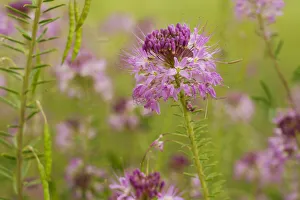 USA, Colorado. Rocky Mountain bee plant close-up