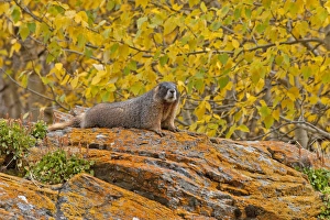 Marmot Prints: USA, Colorado, Rocky Mountain National Park. Yellow-bellied marmot on an autumn day